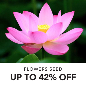 Flowers Seed Up To 42% OFF
