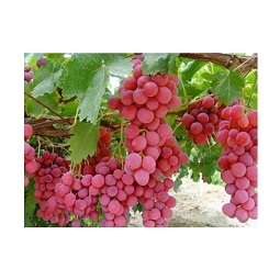 Victory Seed Biji Benih Anggur Merah Import Tanaman Buah [10 BUTIR]