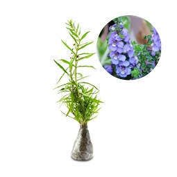  Kebun Bibit Angelonia Ungu Tanaman 2 Pcs