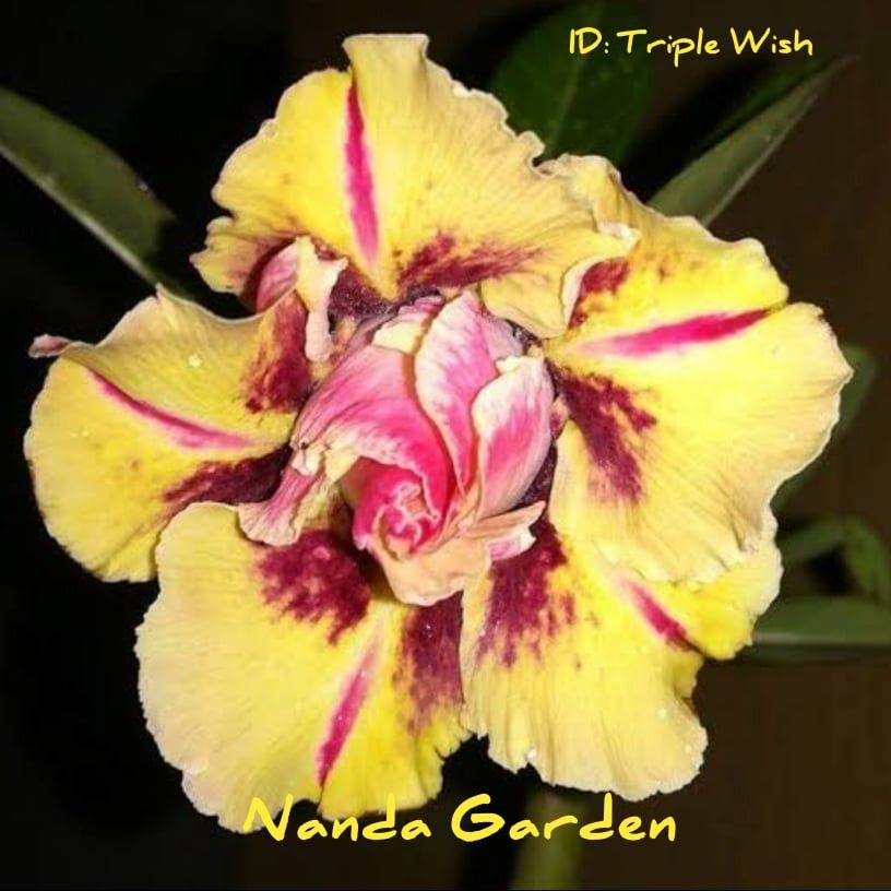 Jual Toko Tanaman Murah Bunga Kamboja 303 Adhenium 303 Bibit