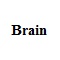 Brain
