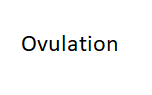 Ovulation
