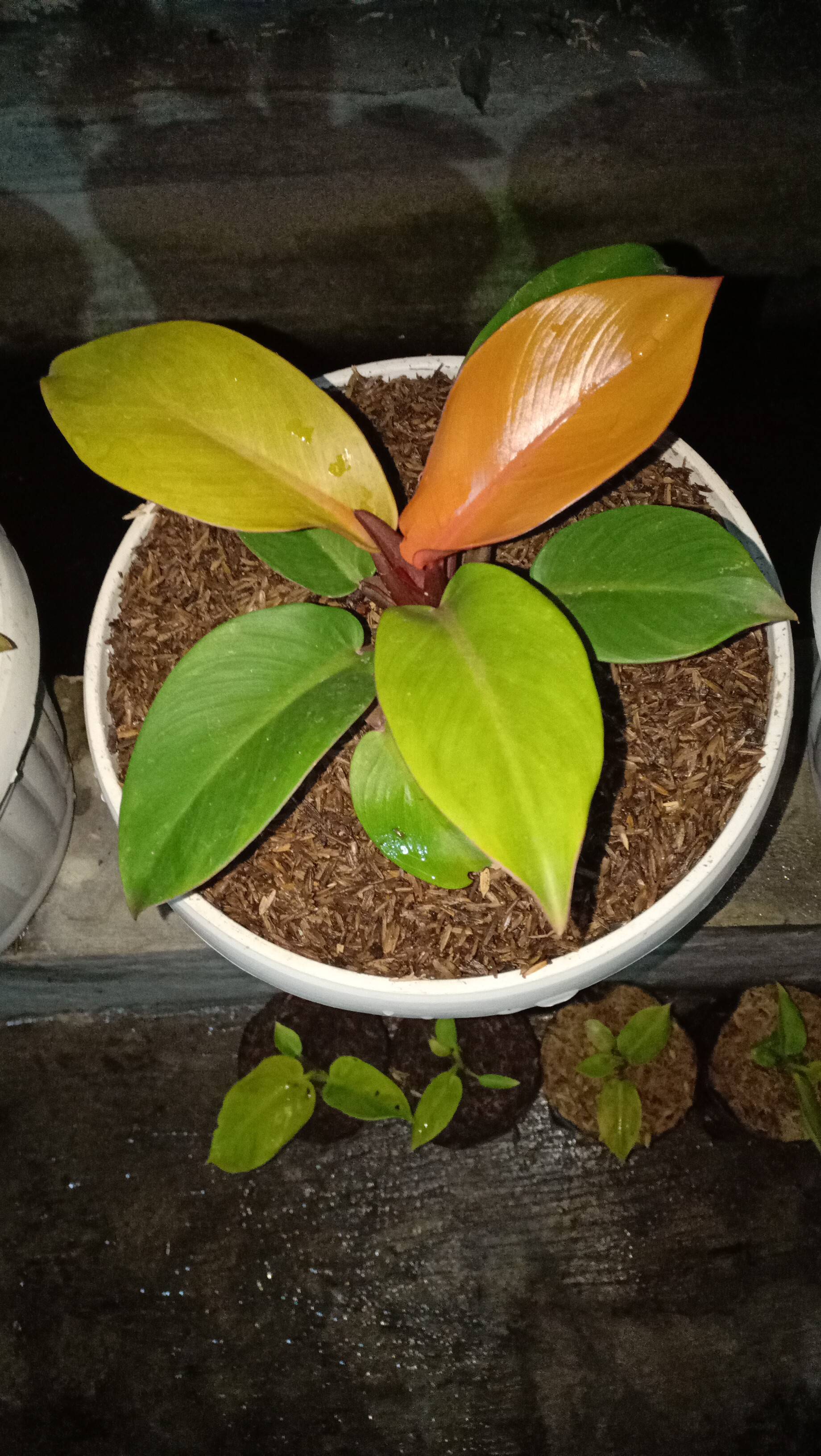 tanaman hias koleksi