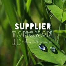 Supplier Tanaman