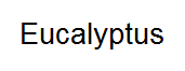 Eucalyptus