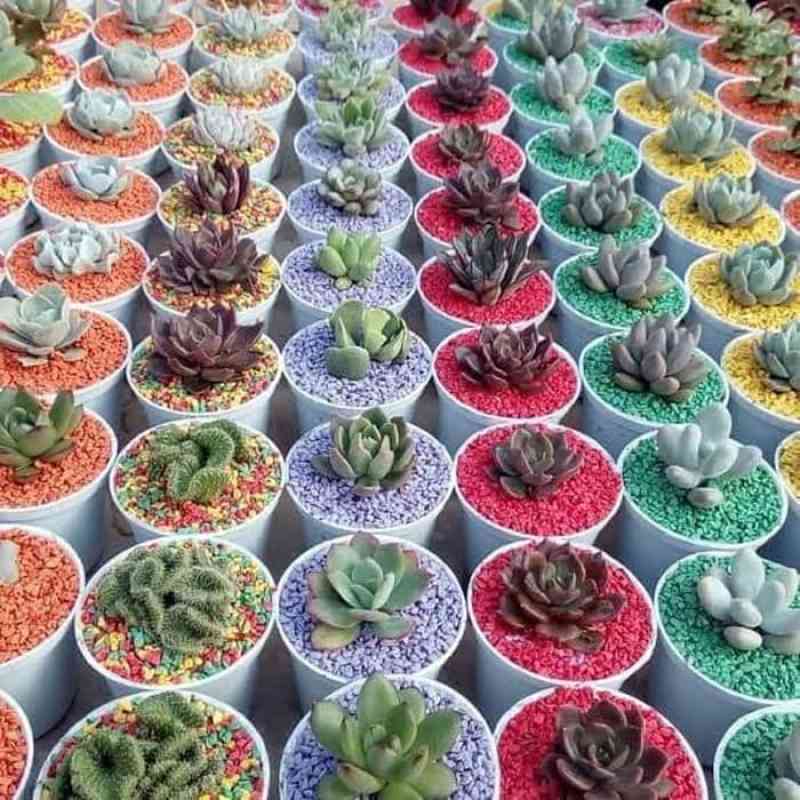 Jual Batu Kerikil Kecil Warna Kemasan 50 Gram Dekorasi Tanaman Hias Modern Unik Serbaguna Hiasan Pot Online April 2021 Blibli