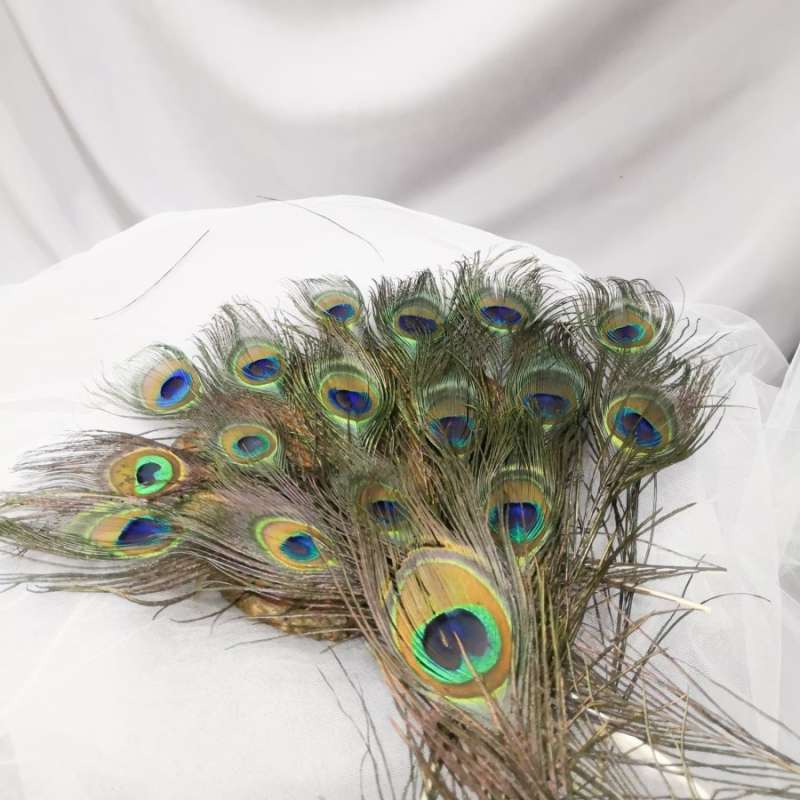 57 Gambar Burung Merak Anak Tk HD Terbaik