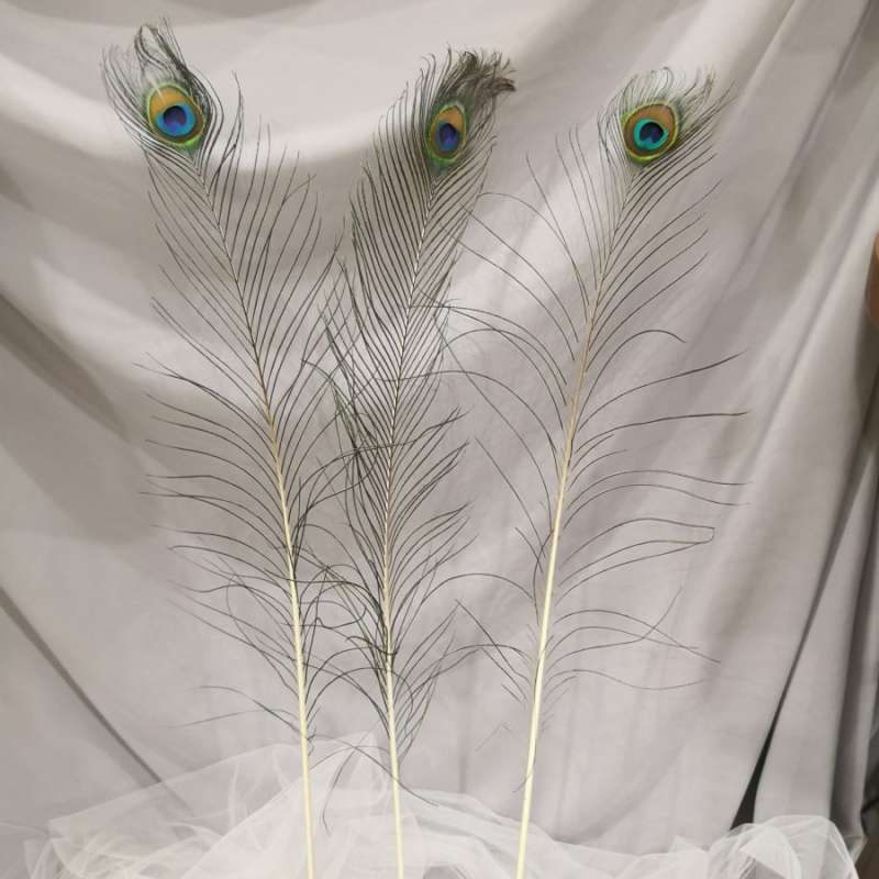 1010+ Gambar Burung Merak Asli Gratis