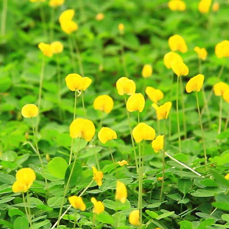 Jual Kacang Hias Pinto Peanut Murah Mei 2021 Blibli