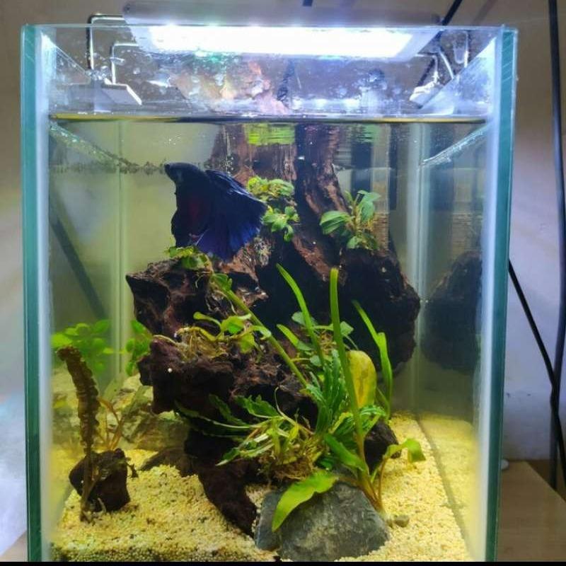 61 Jasa Dekorasi Aquarium Air Tawar Gratis