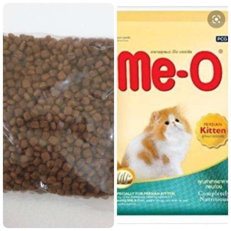 Meo persian on sale kitten