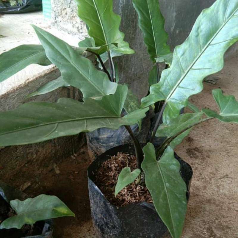 Jual Tanaman Hias Keladi Keris Papua Unggulan Remaja Online April 2021 Blibli