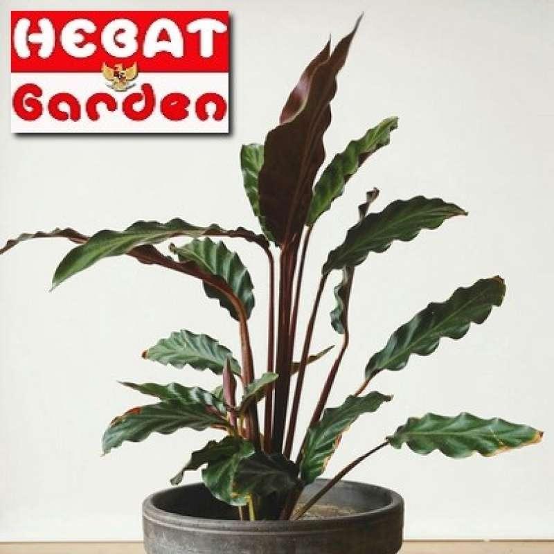 calathea schädlinge bekämpfen Calathea warscewiczii kaufen main image 1