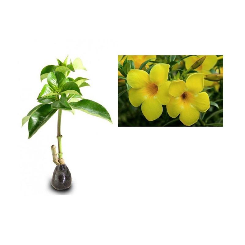 Jual Zplant Bunga Alamanda Tanaman Hias Kuning Online November 2020 Blibli Com