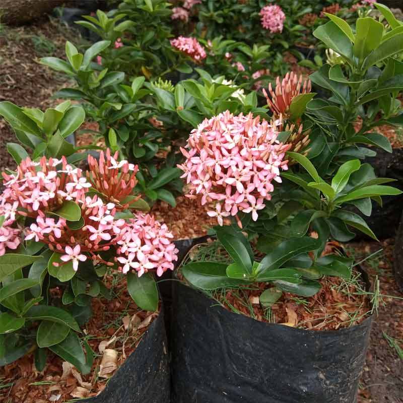 Jual Zplant Bunga Asoka Soka Tanaman Hias Pink Online November 2020 Blibli Com