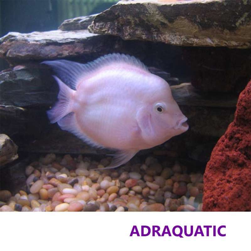 Jual Ikan Hias Albino Polar Parrot Fish Cichlid Air Tawar Di Seller  Adraquatic - Paledang, Kota Bandung | Blibli