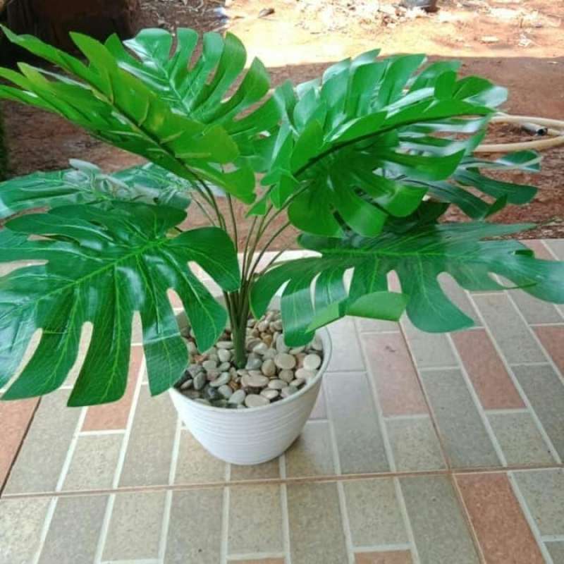 philodendron mamei silver cloud Philodendron Silver Cloud | Uprooted main image 1