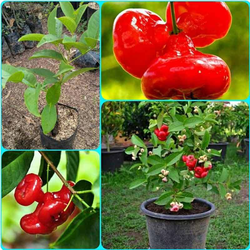 Jual Azzahra Berkah Bibitku Jambu Air Kancing Merah Bibit Tanaman