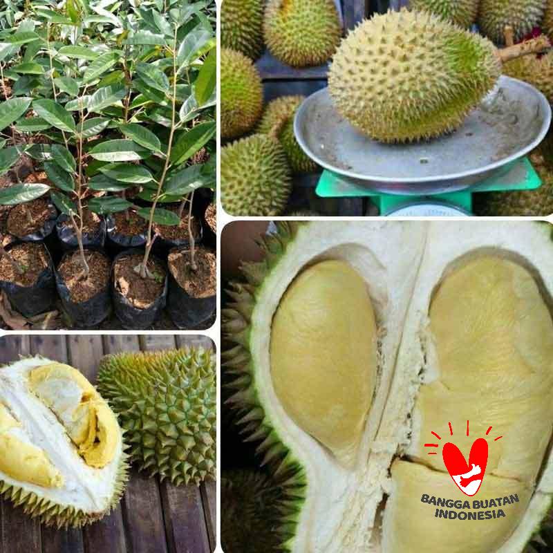Jual Bibit Durian Jantung Online Agustus 2020 Blibli Com