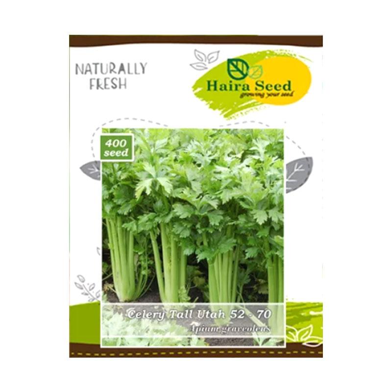 Jual Haira Seed Seledri Batang Besar Tall Utah 52 70 Bibit Tanaman