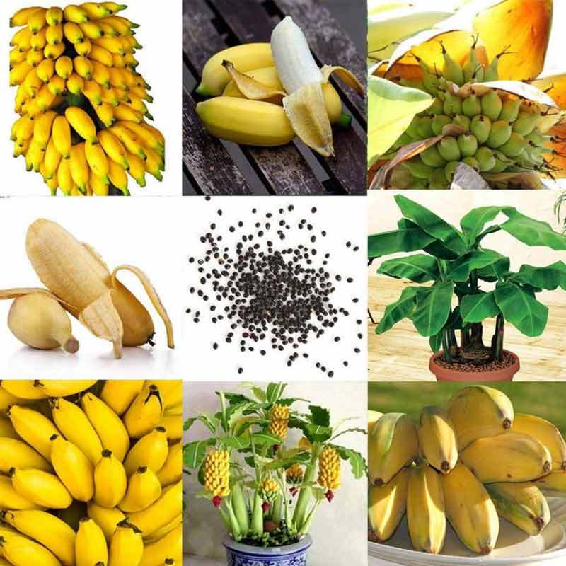 Jual Best Rare Dwarf Banana Tree Seeds Mini Bonsai Fruit Exotic Home Garden Plants 10 Pcs Online Oktober 2020 Blibli Com