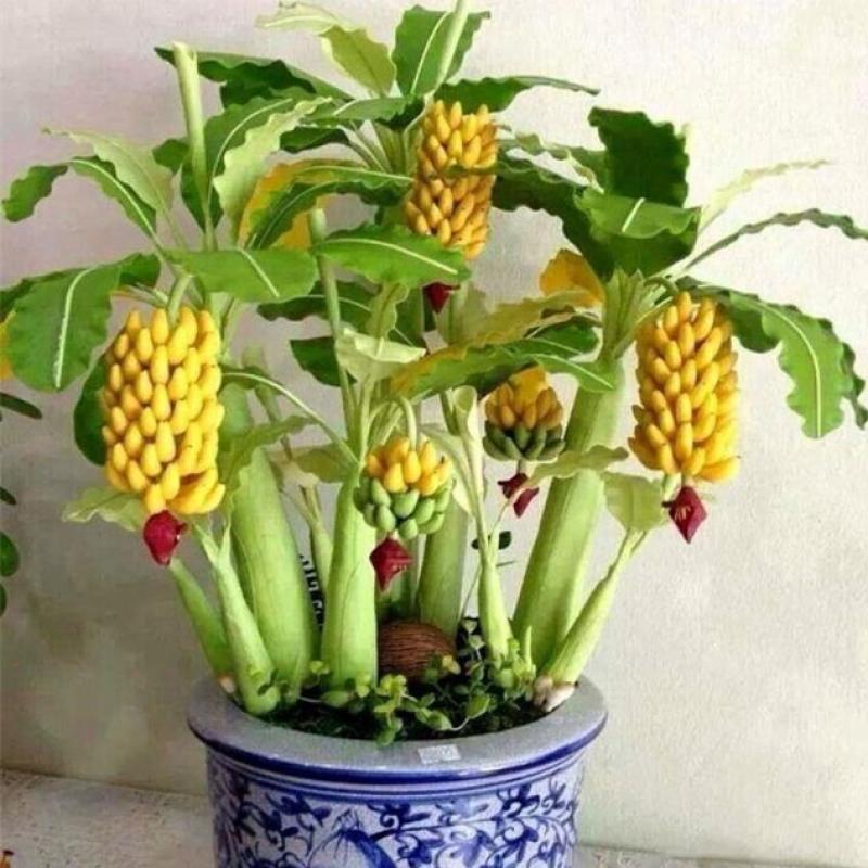 Jual Best Rare Dwarf Banana Tree Seeds Mini Bonsai Fruit Exotic Home Garden Plants 10 Pcs Online Oktober 2020 Blibli Com