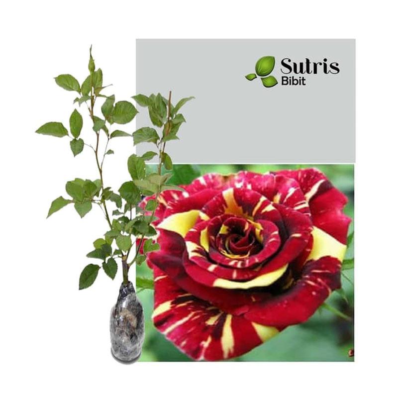 Jual Sutris Bibit Bunga Mawar Batik Kuning Bibit Tanaman Jual Sutris Bibit Bunga Mawar Batik Kuning Bibit Tanaman