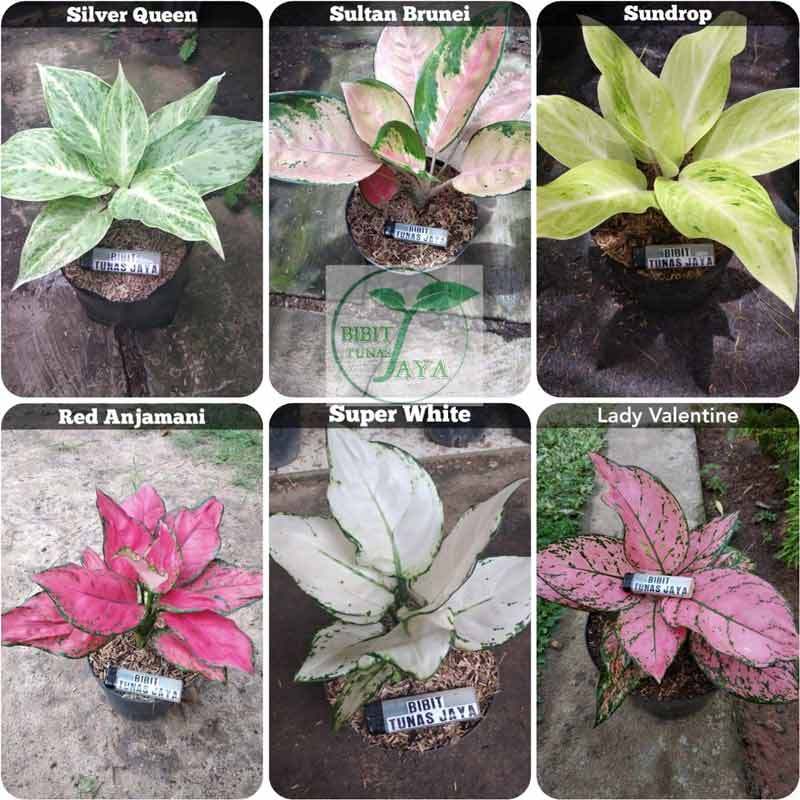 Jual Tanaman Aglonema Impor Paket 6 Jenis Online Maret 2021 Blibli