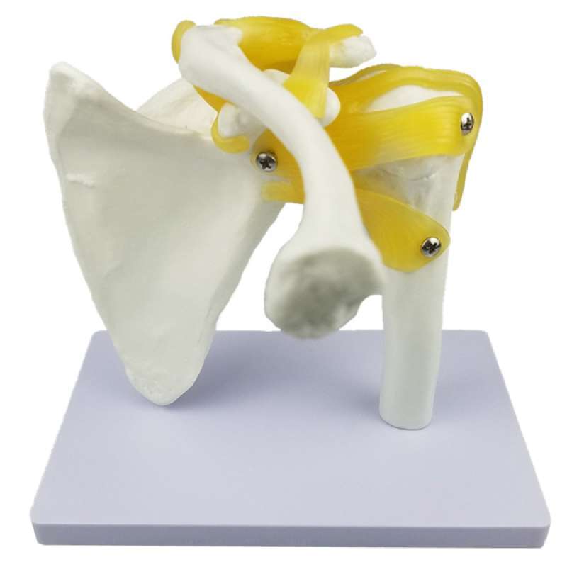 Jual Human Anatomy Shoulder Joint Model With Ligaments For School Teaching Aids Online Maret 2021 Blibli