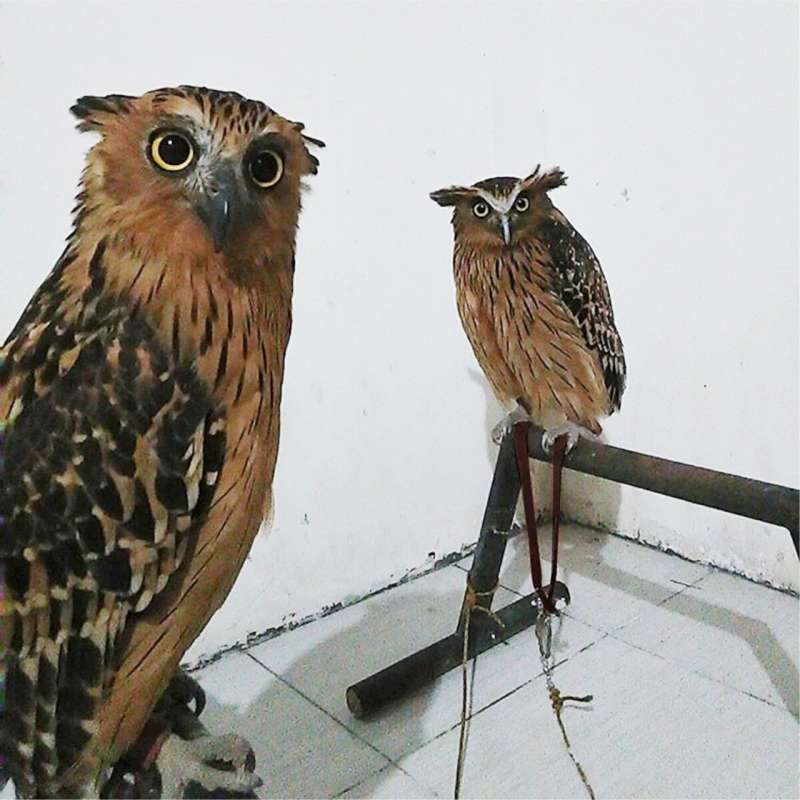 Jual Anklet Celepuk Angklet Celepuk Tali Kaki Burung Hantu Elang Owl Alap Alap Kabit Castrel Kastrel Bop Falconry Knots Ukuran S Angbhs Online Februari 2021 Blibli