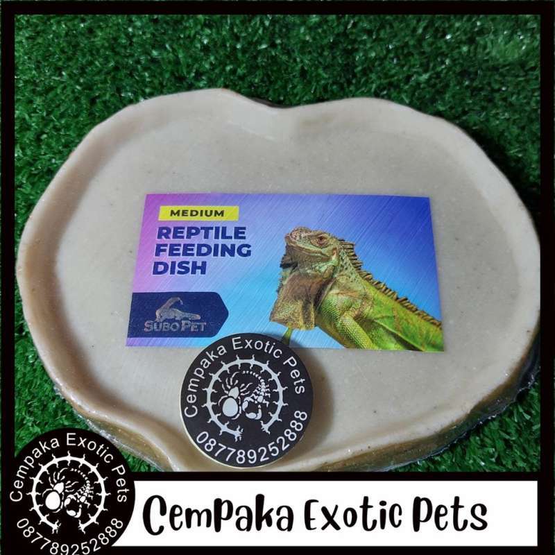 Bearded dragon store feeding dish