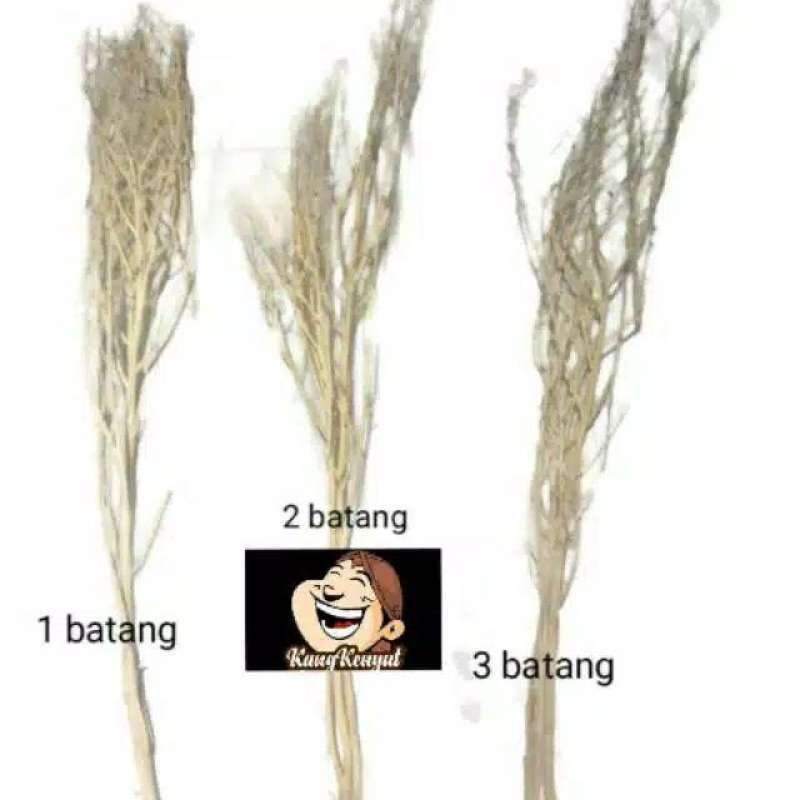Jual Ranting Kering 3 Ikat Online Oktober 2020 Blibli Com