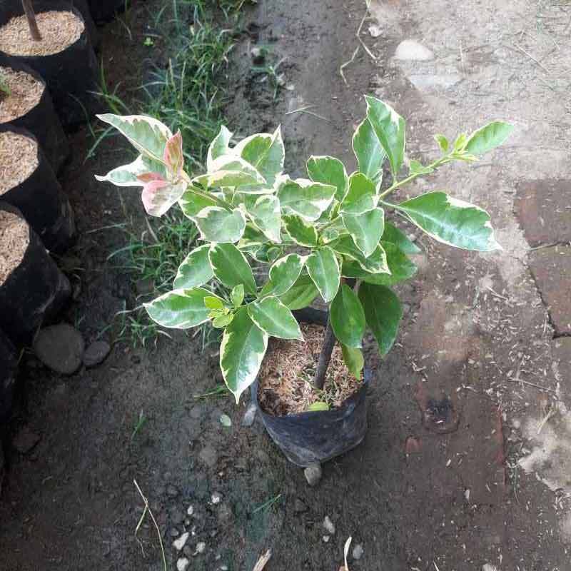 Jual Tanaman Bougenvile Kombinasi 2 Warna Putih Pink Online Februari 2021 Blibli Bunga bougenville adalah salah satu jenis tanaman yang paling sering digunakan sebagai penghias jalan. tanaman bougenvile kombinasi 2 warna putih pink