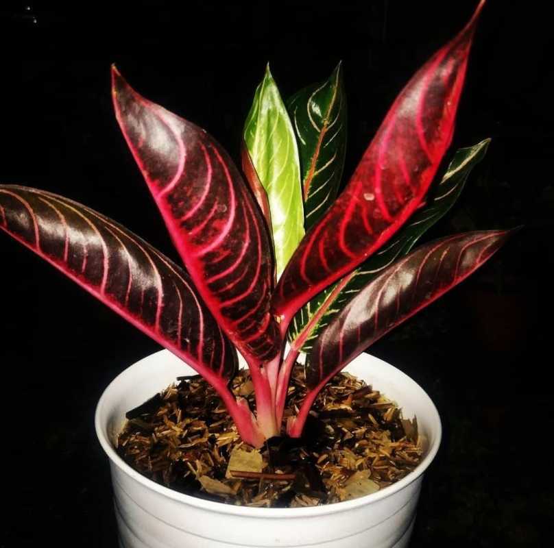 Hvvdqpljzkzwpm,Bonsai Kelapa Media Air Berbuah