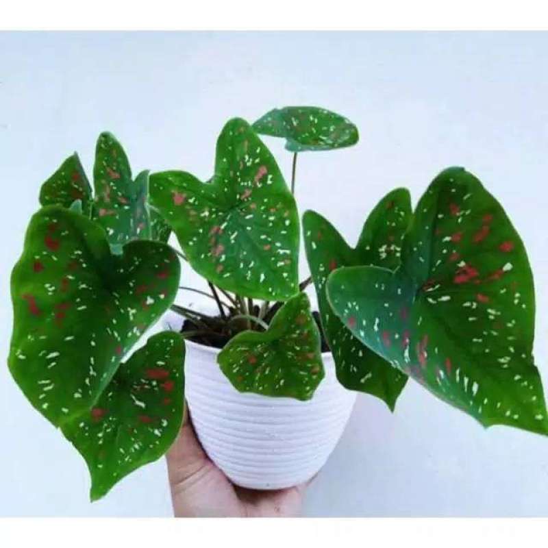 Jual Tanaman Hias Keladi Three Color Tree Color Ralpict Online April 2021 Blibli