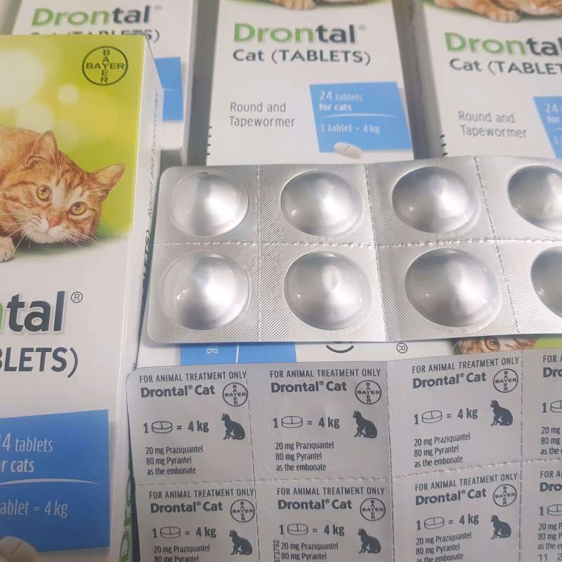 Drontal 2025 untuk kitten