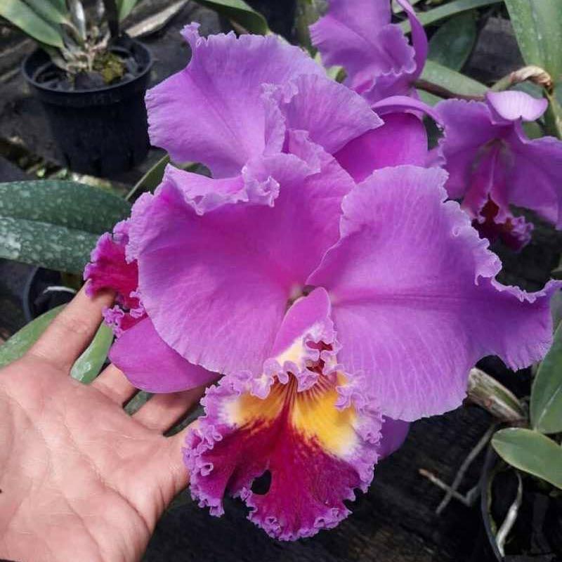 Jual Tanaman Hias Spatufilum Bangkok Plant Online Februari 2021 Blibli Warna bunga anggrek cattleya sangat beragam,dari berbagai warna tersebut,warna dominan bunga ini adalah unggu,putih,kuning,biru dan merah ciri khas yang bisa kita tandai adalah saat bunga. tanaman hias spatufilum bangkok plant