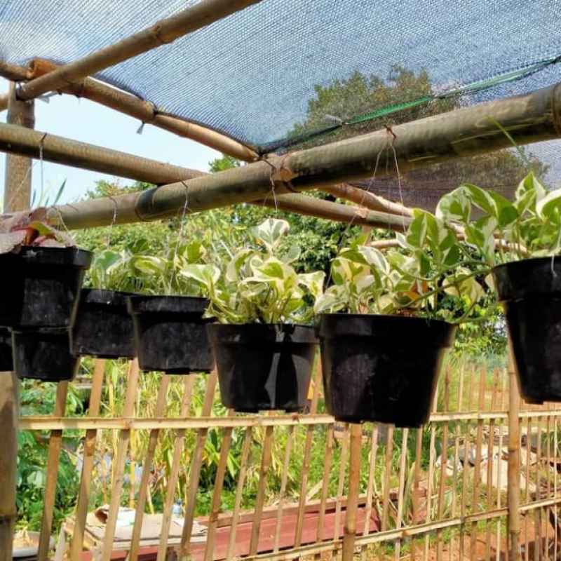 Jual Tanaman Gantung Srigading Koin Murah Mei 2021 Blibli