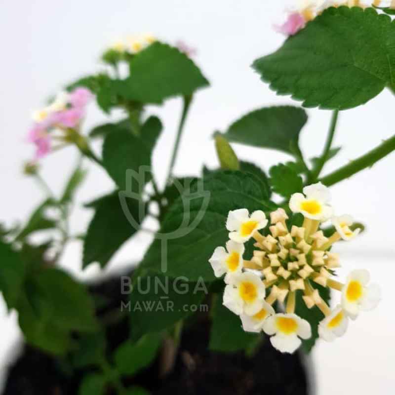Jual Bunga Lantana Tanaman Hias Pohon Bunga Lamtana Pohon Lantana Tanaman Hias Bunga Lamtana Online Januari 2021 Blibli