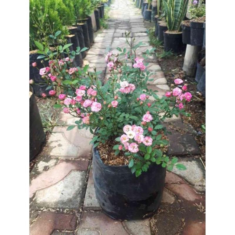 Jual Tanama Hias Indukan Mawar Baby Rose Online Februari 2021 Blibli
