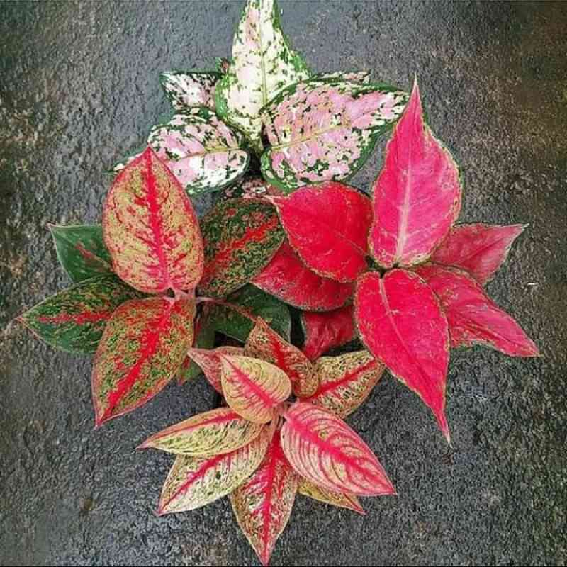 Jual Paket 4 Jenis Aglonema Stardust Red Anja Legacy Three Colour Online Januari 2021 Blibli