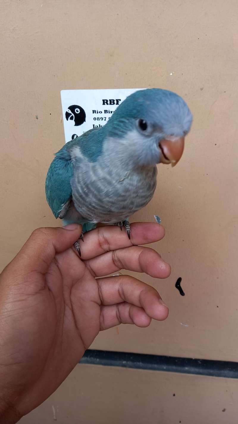 Harga monk sales parakeet
