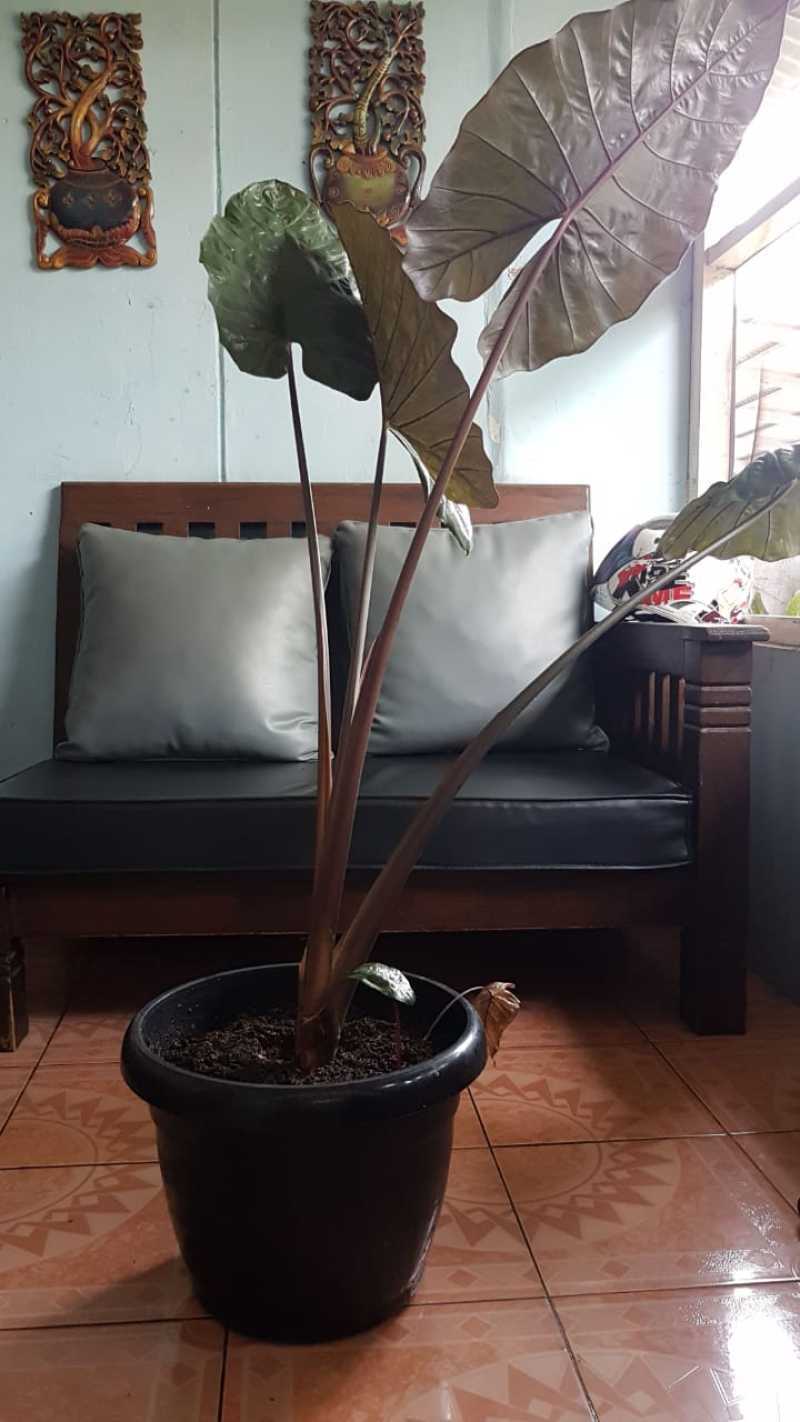 Jual Black Sente Big Size Sente Hitam Jumbo Online April 2021 Blibli