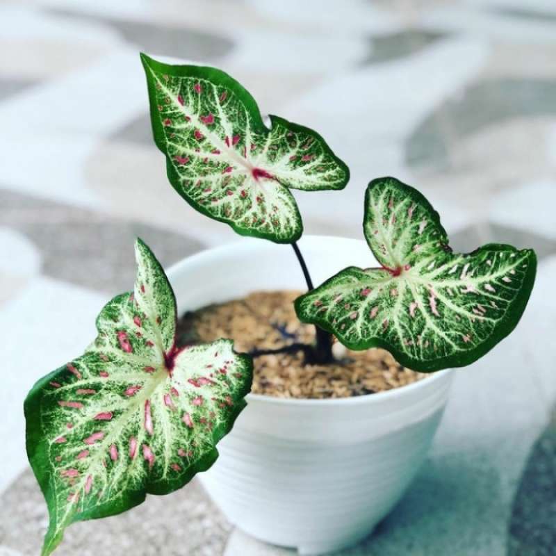 Jual Tanaman Hias Caladium Gingerland Keladi Gingerland Tanaman Hias Cantik Caladium Gingerland Keladi Corong Terbaru Juni 2021 Blibli
