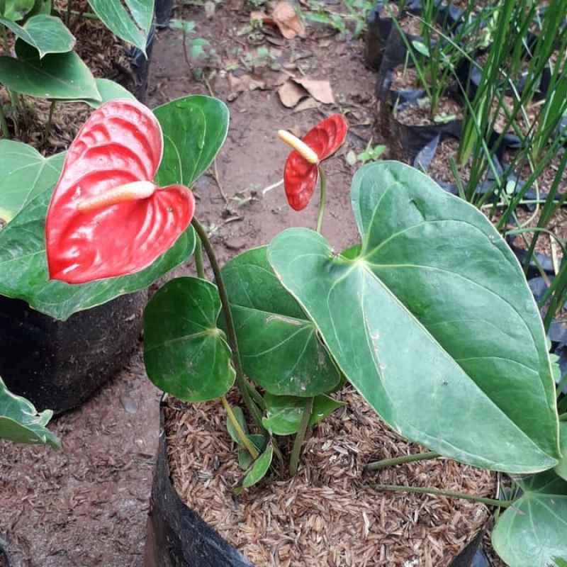 Jual Tanaman Hias Anthurium Bunga Merah Anthurium Lokal Bunga Merah Tanaman Hias Bunga Anthurium Merah Tanaman Hias Mickey Mouse Online April 2021 Blibli