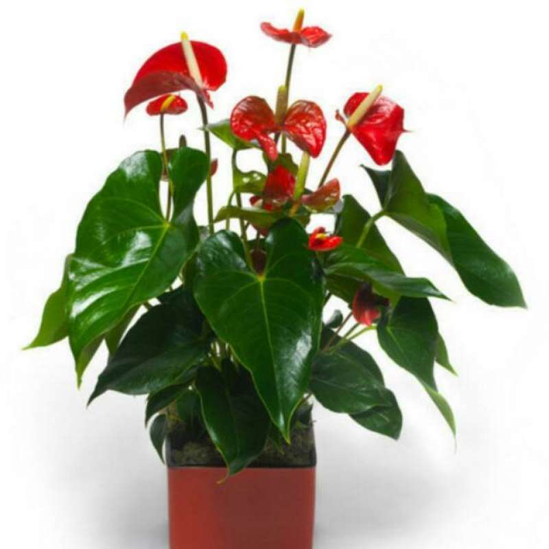Jual Tanaman Hias Anthurium Bunga Merah Anthurium Lokal Bunga Merah Tanaman Hias Bunga Anthurium Merah Tanaman Hias Mickey Mouse Online April 2021 Blibli