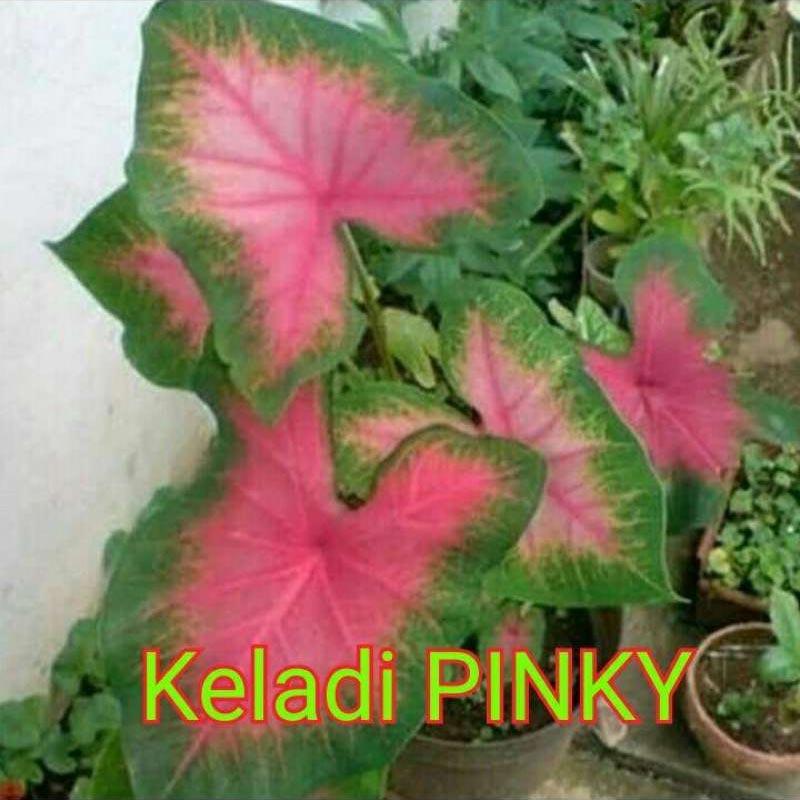 Jual Tanaman Hias Keladi Pinky Murah Terbaru Juni 2021 Blibli