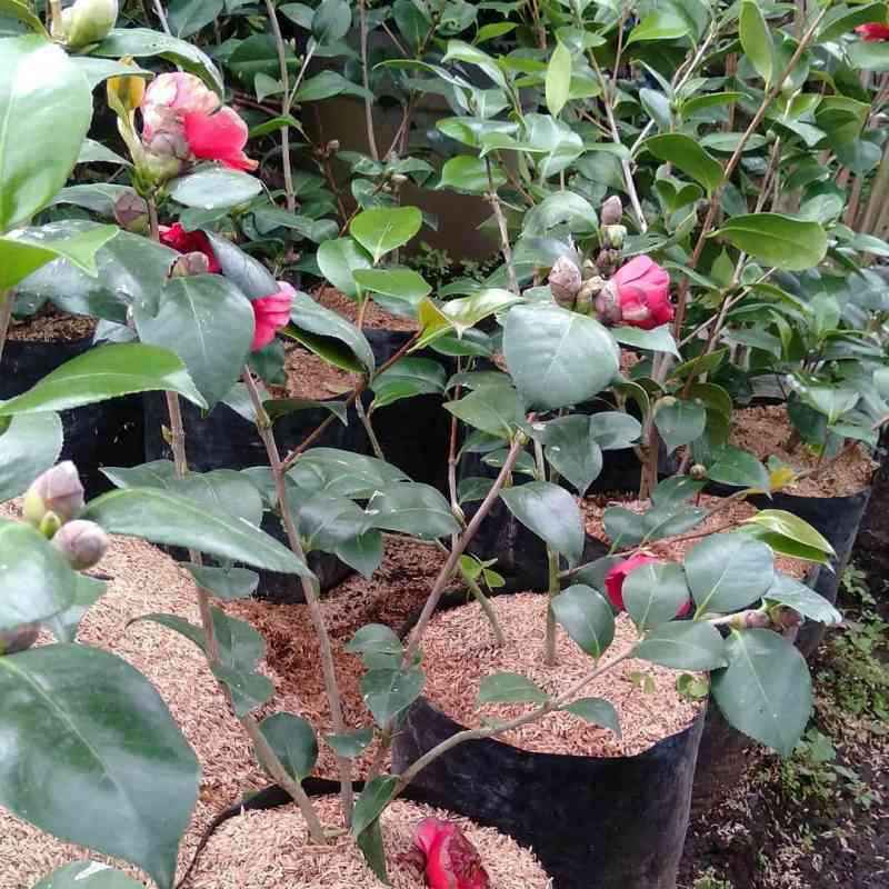 Bunga Camelia Merah Terbaru Agustus 2021 Harga Murah Kualitas Terjamin Blibli