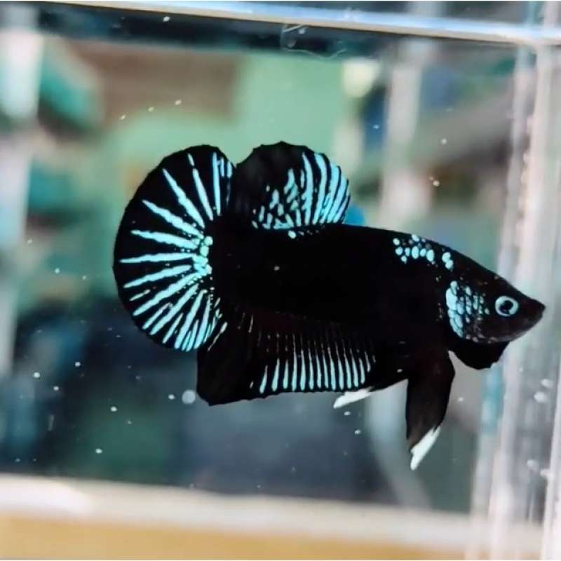83 Koleksi Dekorasi Aquarium Ikan Cupang Terbaru