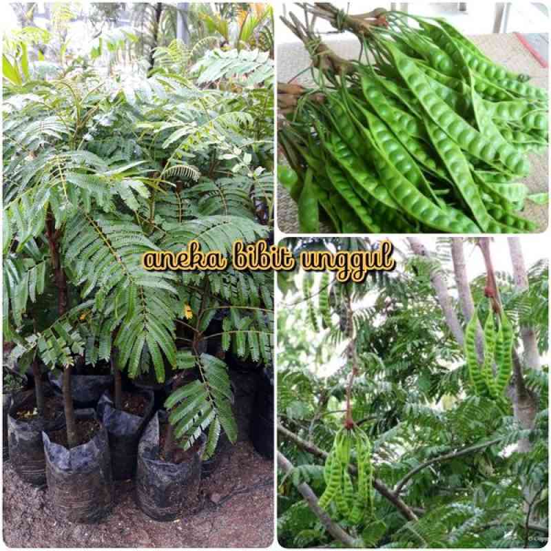 Jual BIBIT BUAH PETE ATAU BIBIT PETAI SUPER di Seller grosir bibit murah -  Pehkulon, Kab. Kediri | Blibli